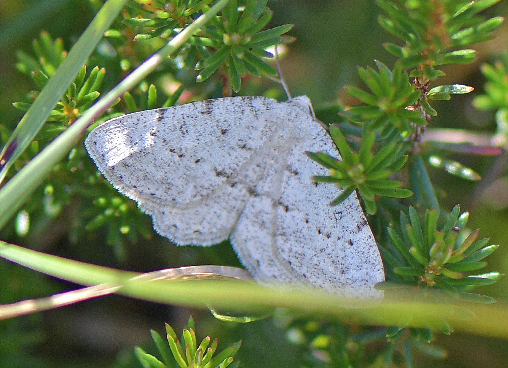 Yezognophos dilucidaria