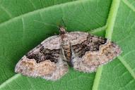 Xanthorhoe quadrifasiata