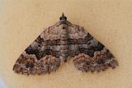 Xanthorhoe quadrifasiata