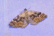 Xanthorhoe quadrifasiata