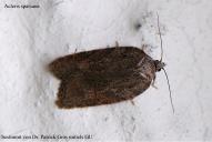 Acleris sparsana