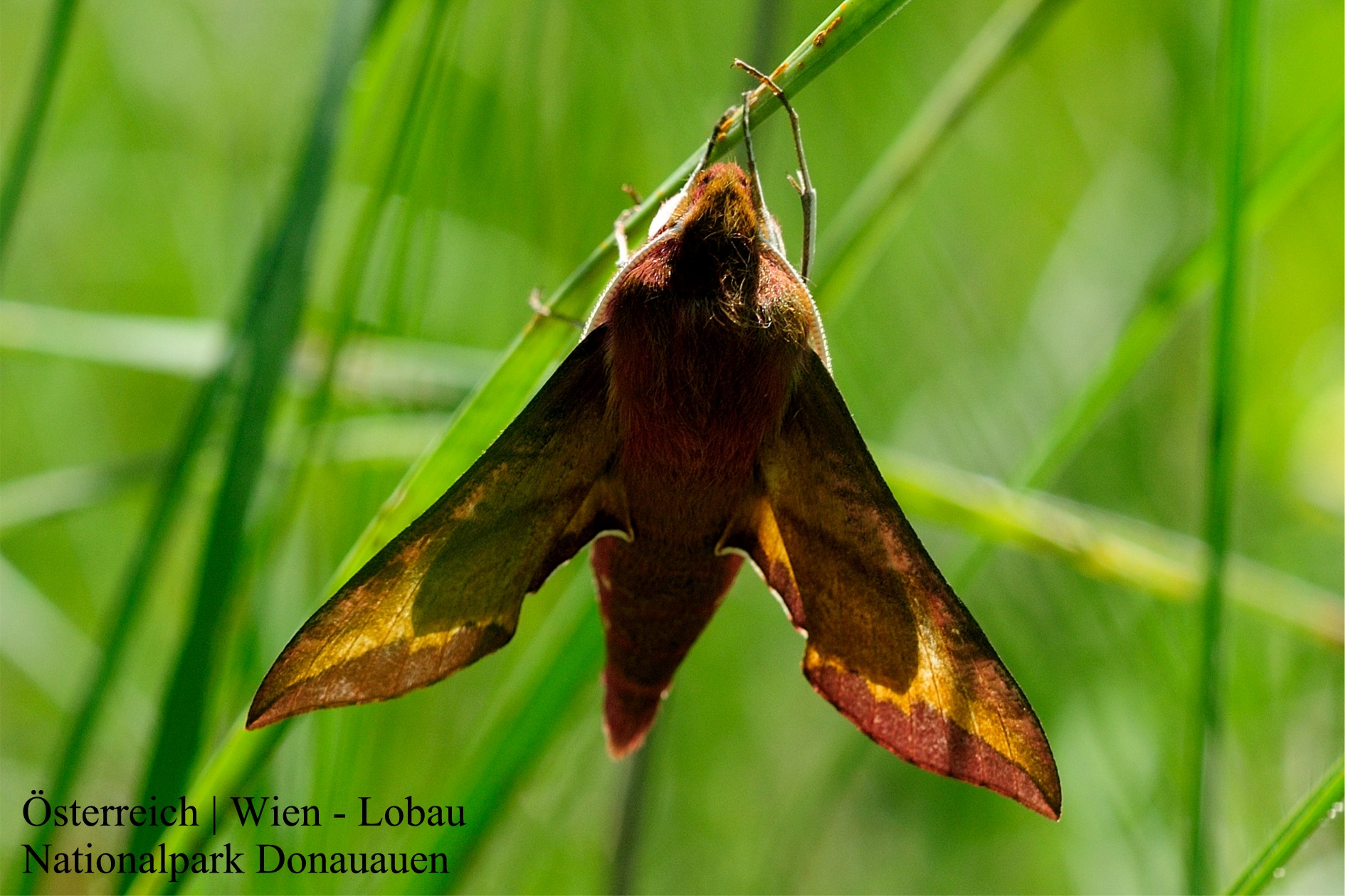 Deilephila porcellus