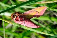 Deilephila porcellus