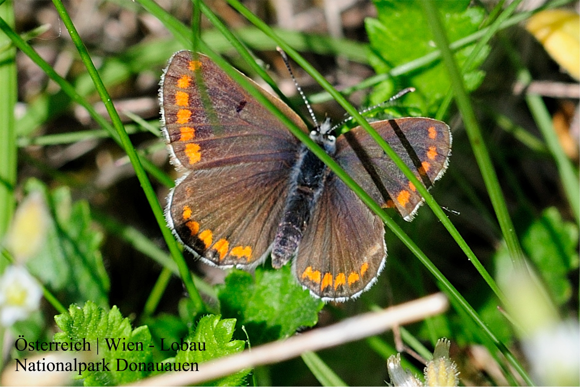 Aricia agestis