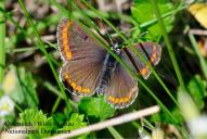 Aricia agestis