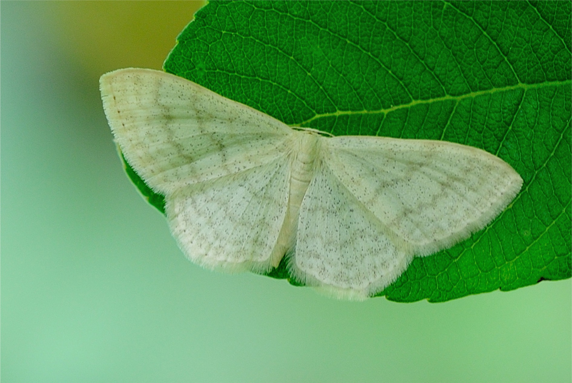 Scopula floslactata