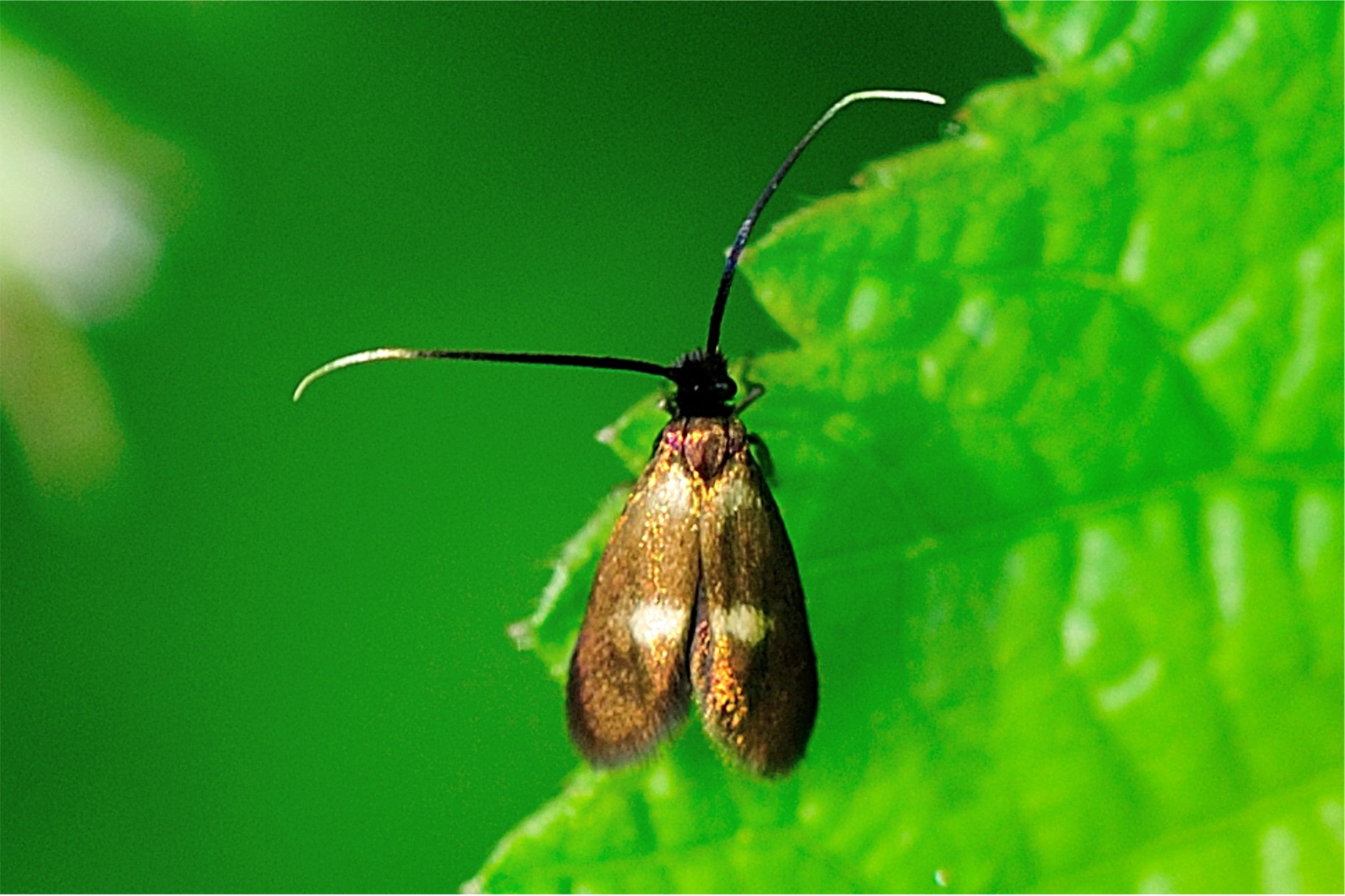 Cauchas fibulella