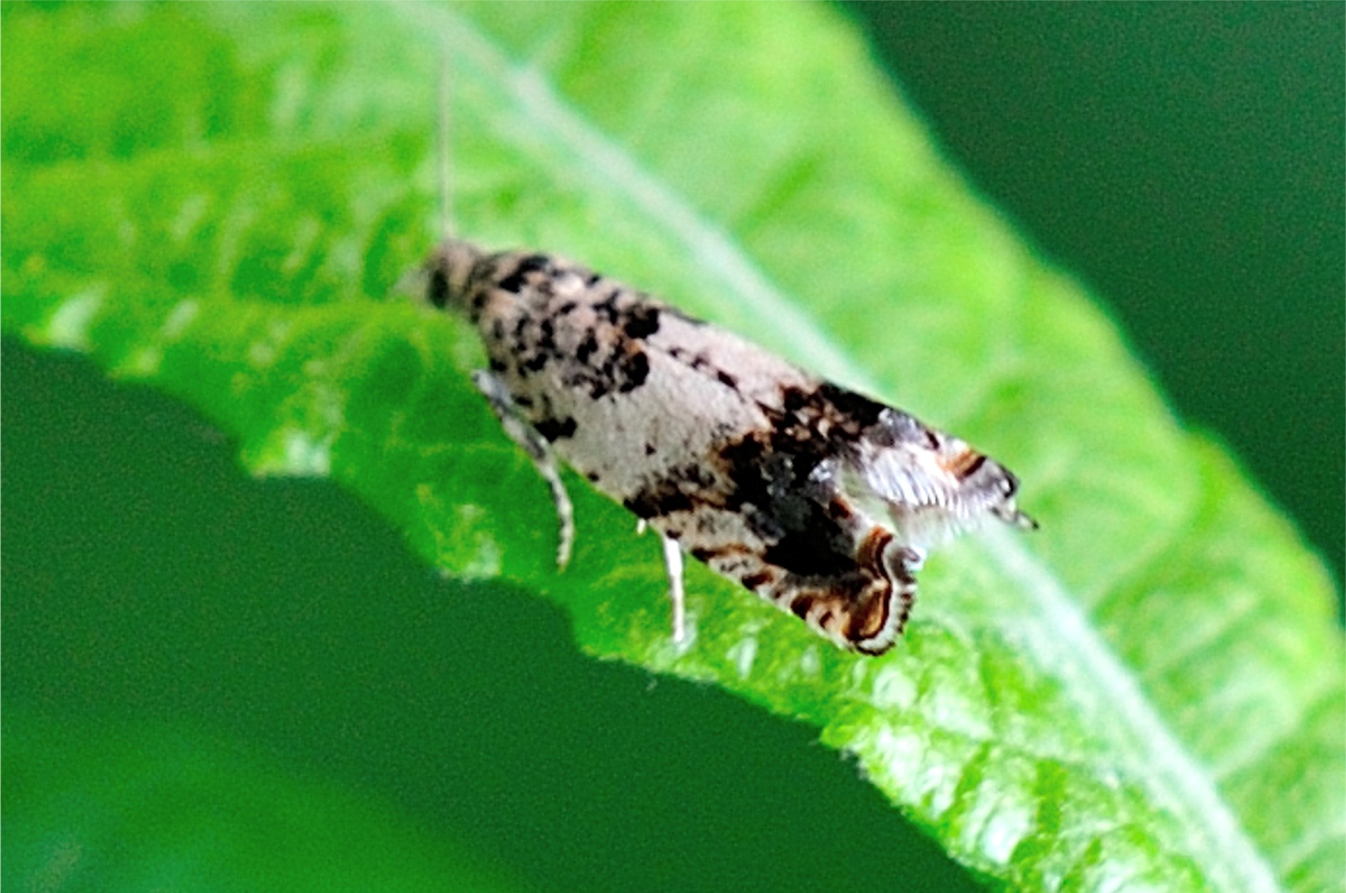 Epinotia subocellana