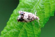 Epinotia subocellana