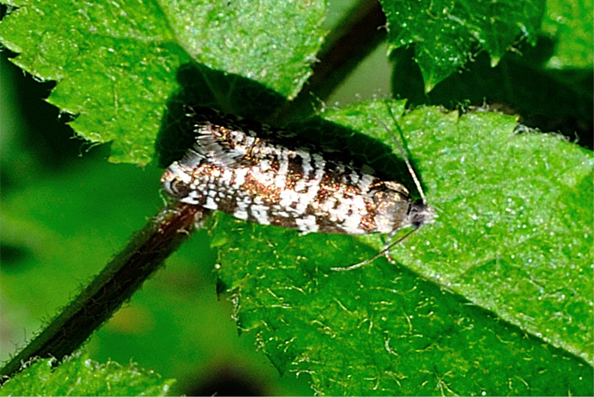 Epinotia tedella