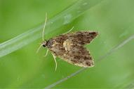 Pseudargyrotoza conwagana