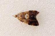 Pseudargyrotoza conwagana