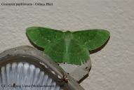 Geometra papilionaria