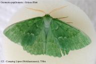 Geometra papilionaria