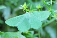 Geometra papilionaria