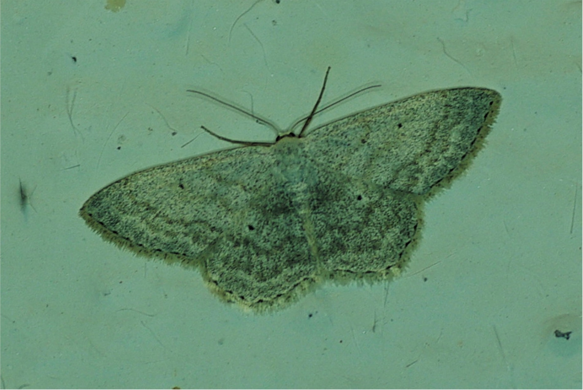 Scopula incanata