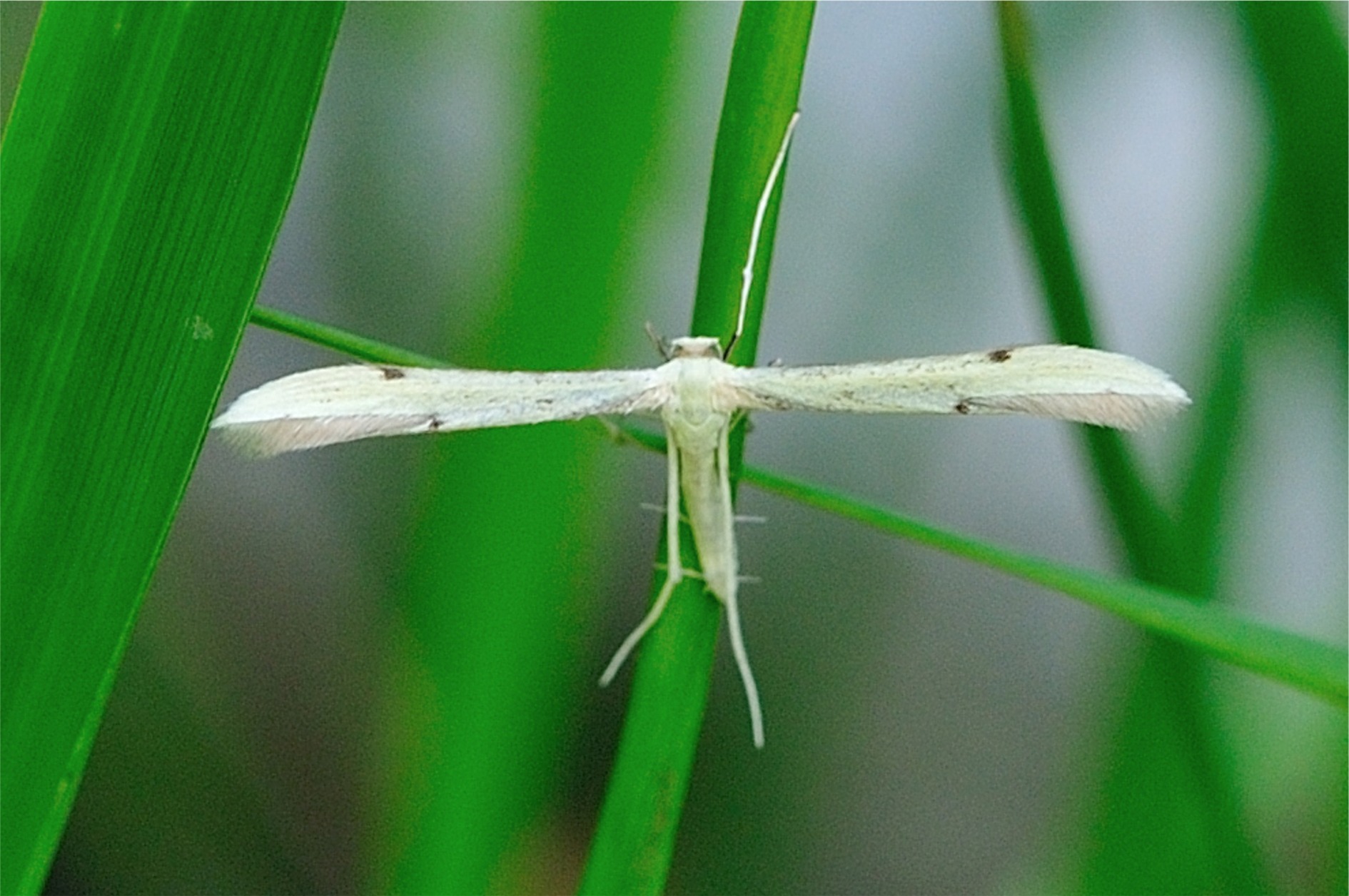 Hellinsia carphodactyla