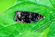 Pristerognatha penthinana