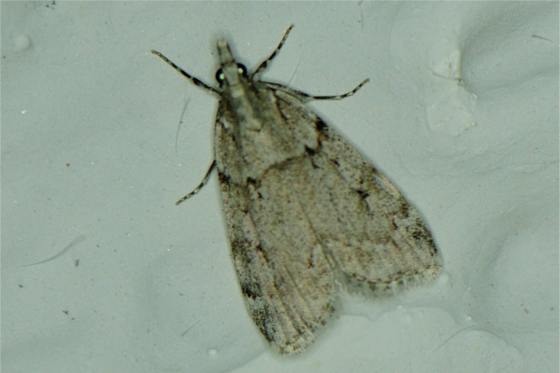 Scoparia subfusca