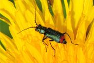 Malachius bipustulatus