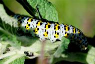 Cucullia verbasci (Raupe)