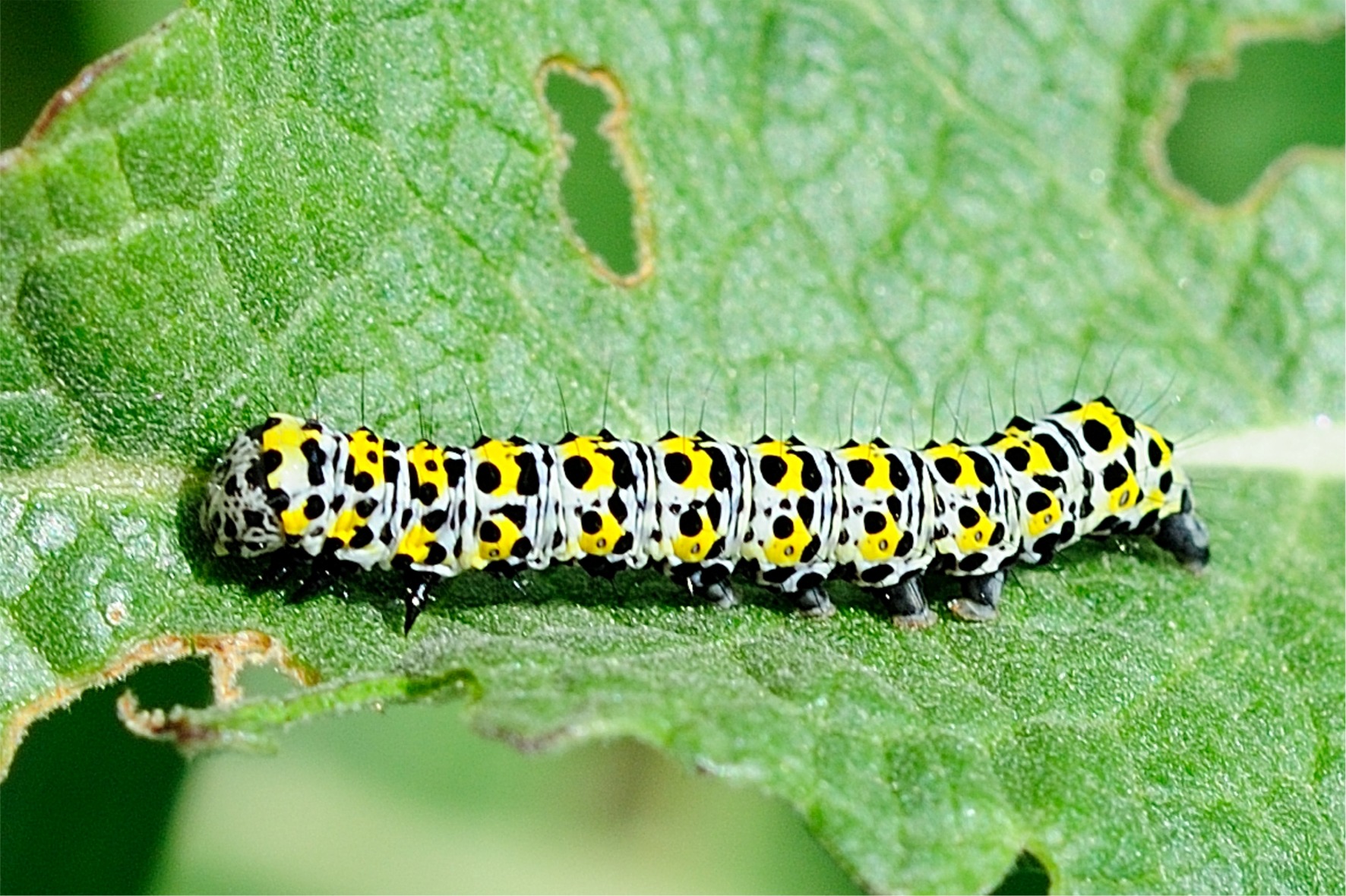 Cucullia verbasci (Raupe)