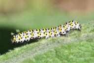 Cucullia verbasci (Raupe)