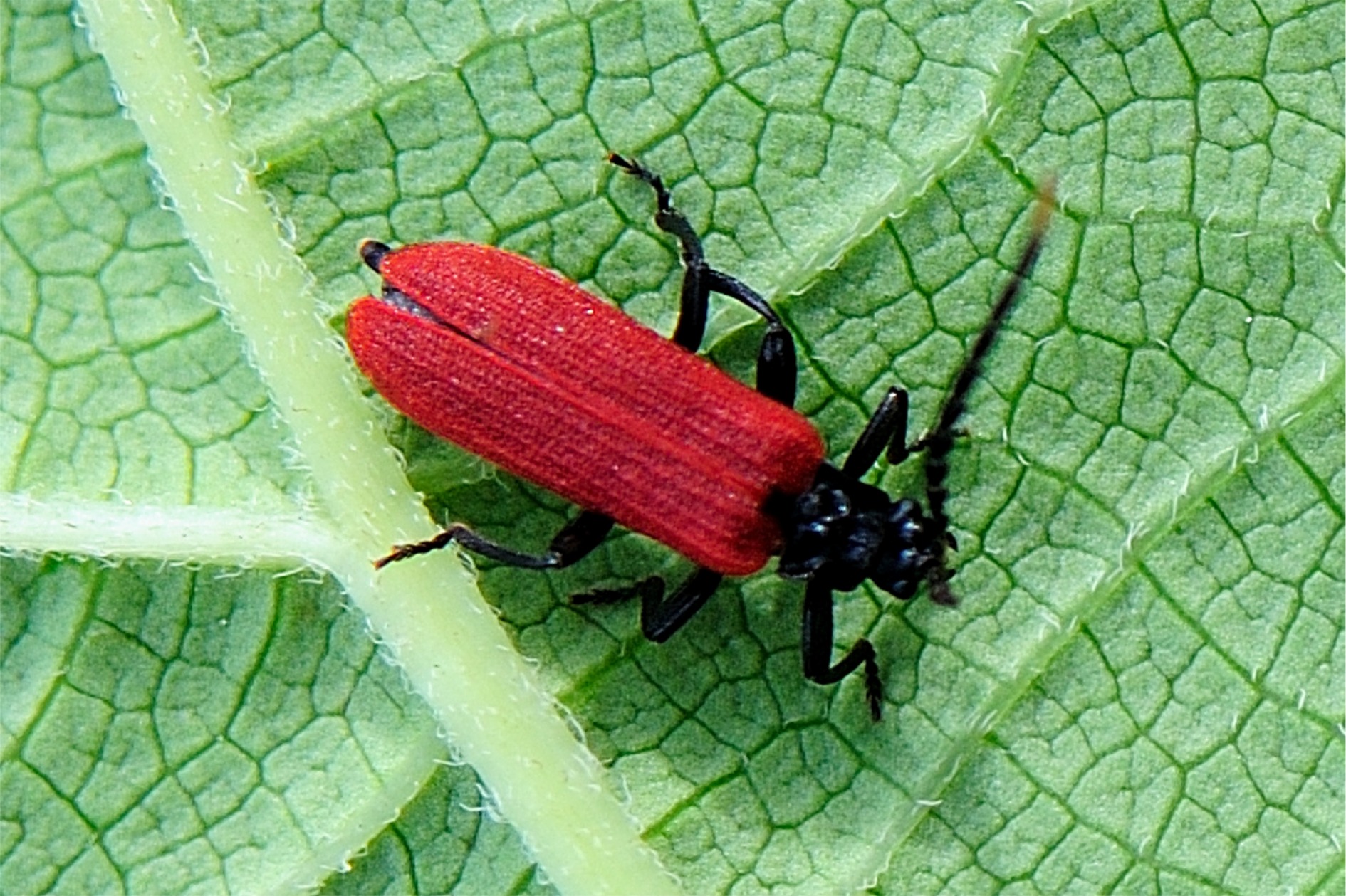 Platycis minutus