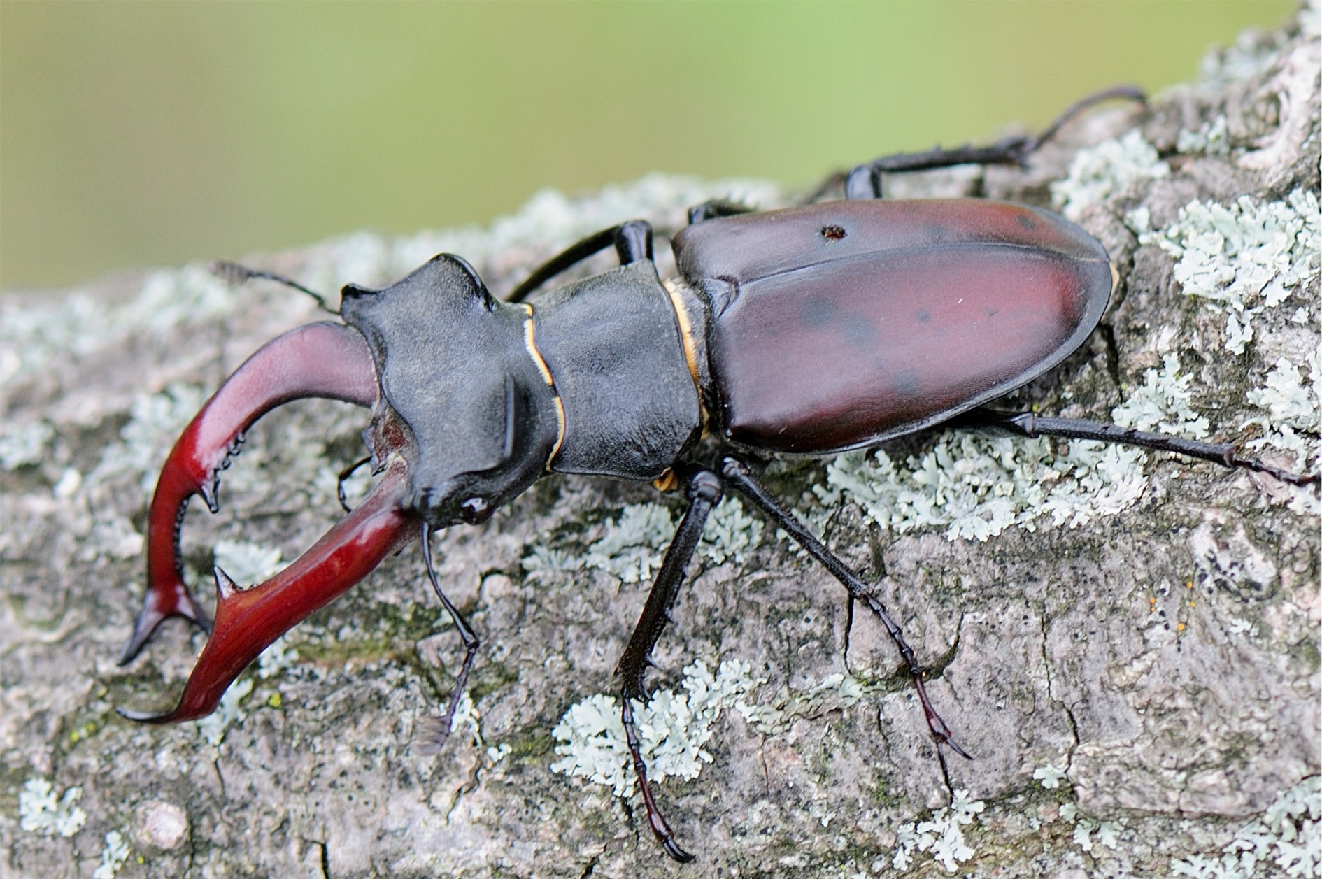 Lucanus cervus(♂)