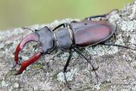 Lucanus cervus