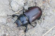 Lucanus cervus(♀)