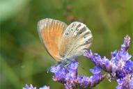 Coenonympha glycerion