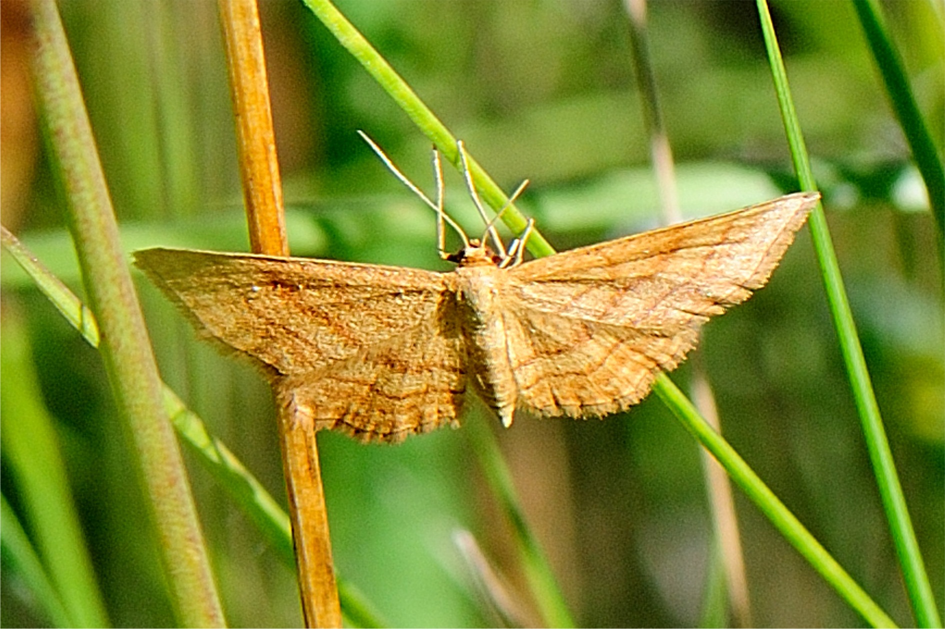 Idaea ochrata