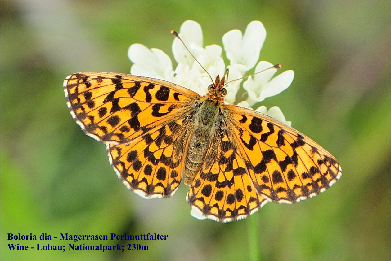 Boloria dia