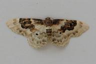 Idaea rusticata