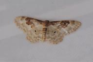 Idaea rusticata