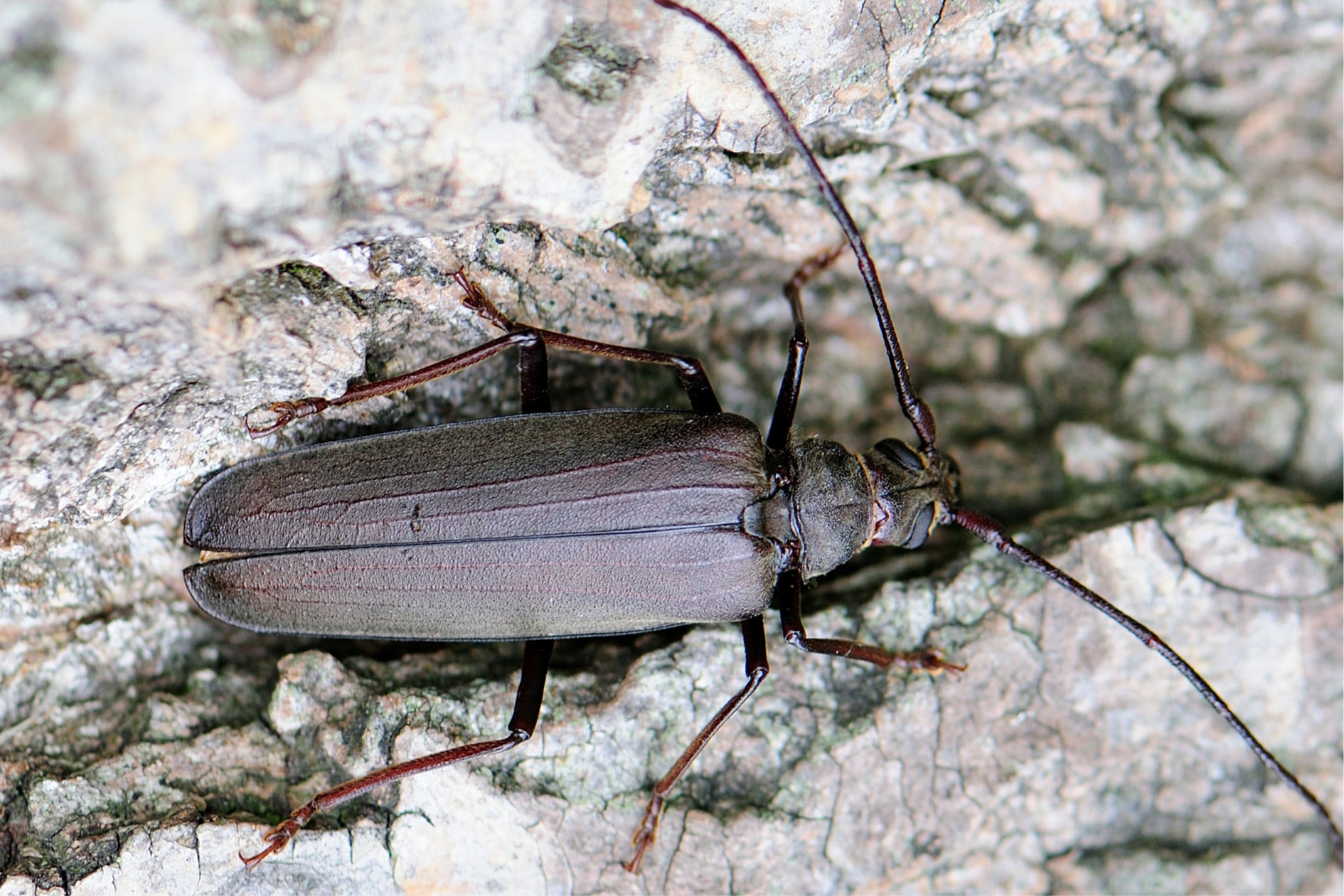 Megopis scabricornis