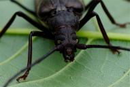 Megopis scabricornis