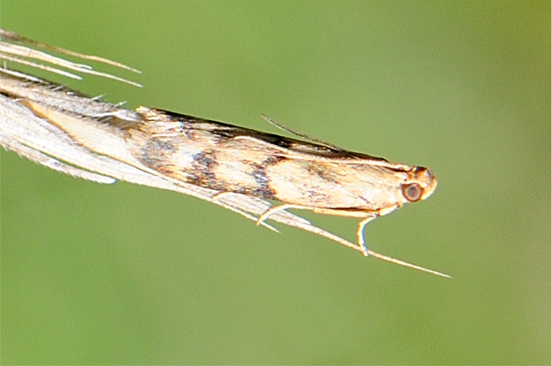 Homoeosoma sinuella