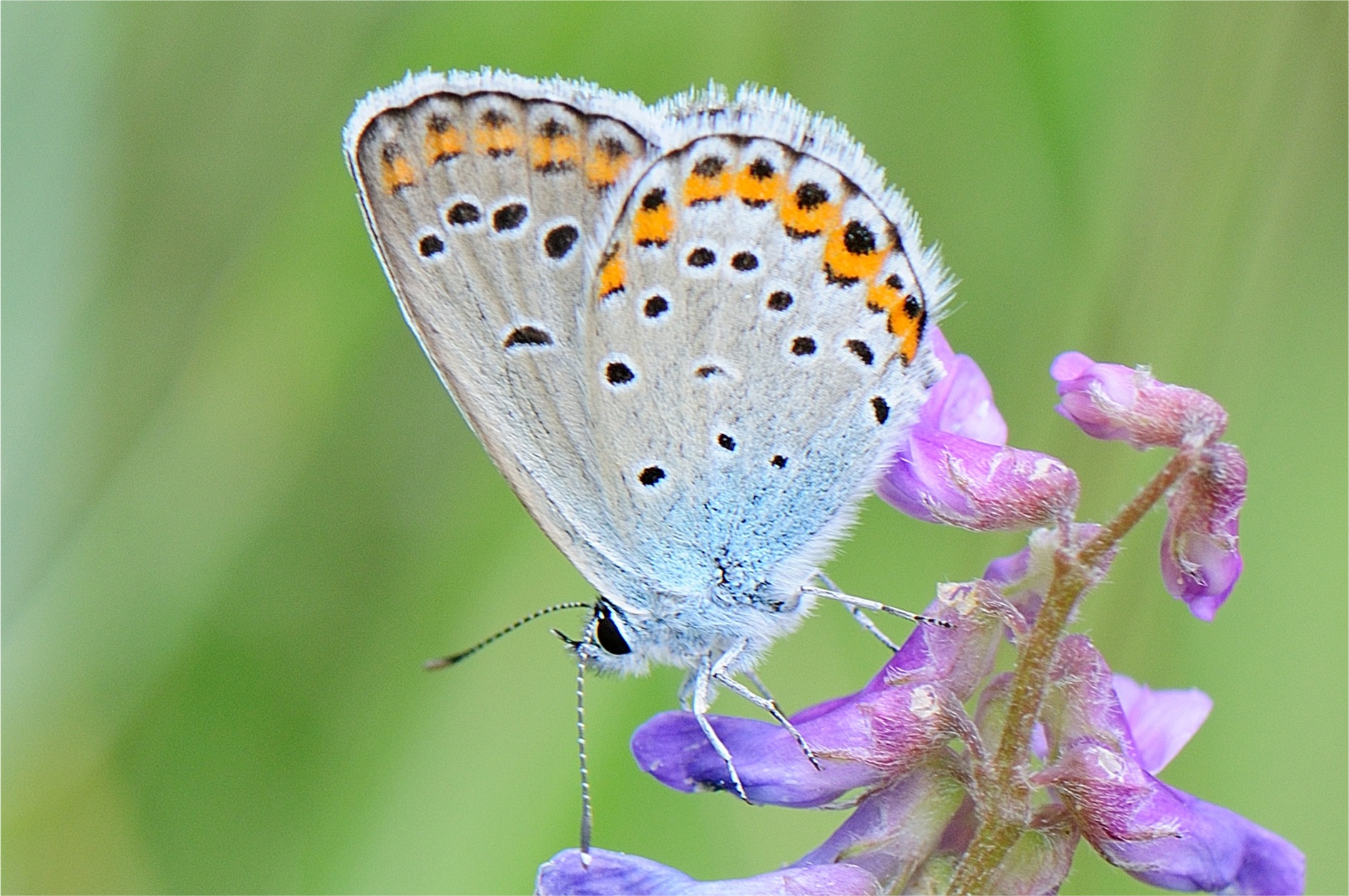 Plebejus argyrognomon