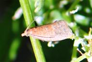 Celypha rufana