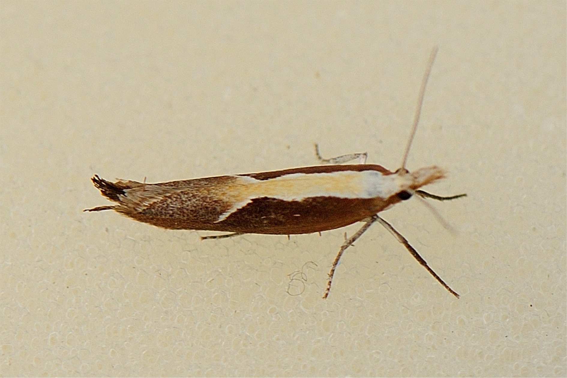 Ypsolopha dentella