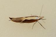 Ypsolopha dentella