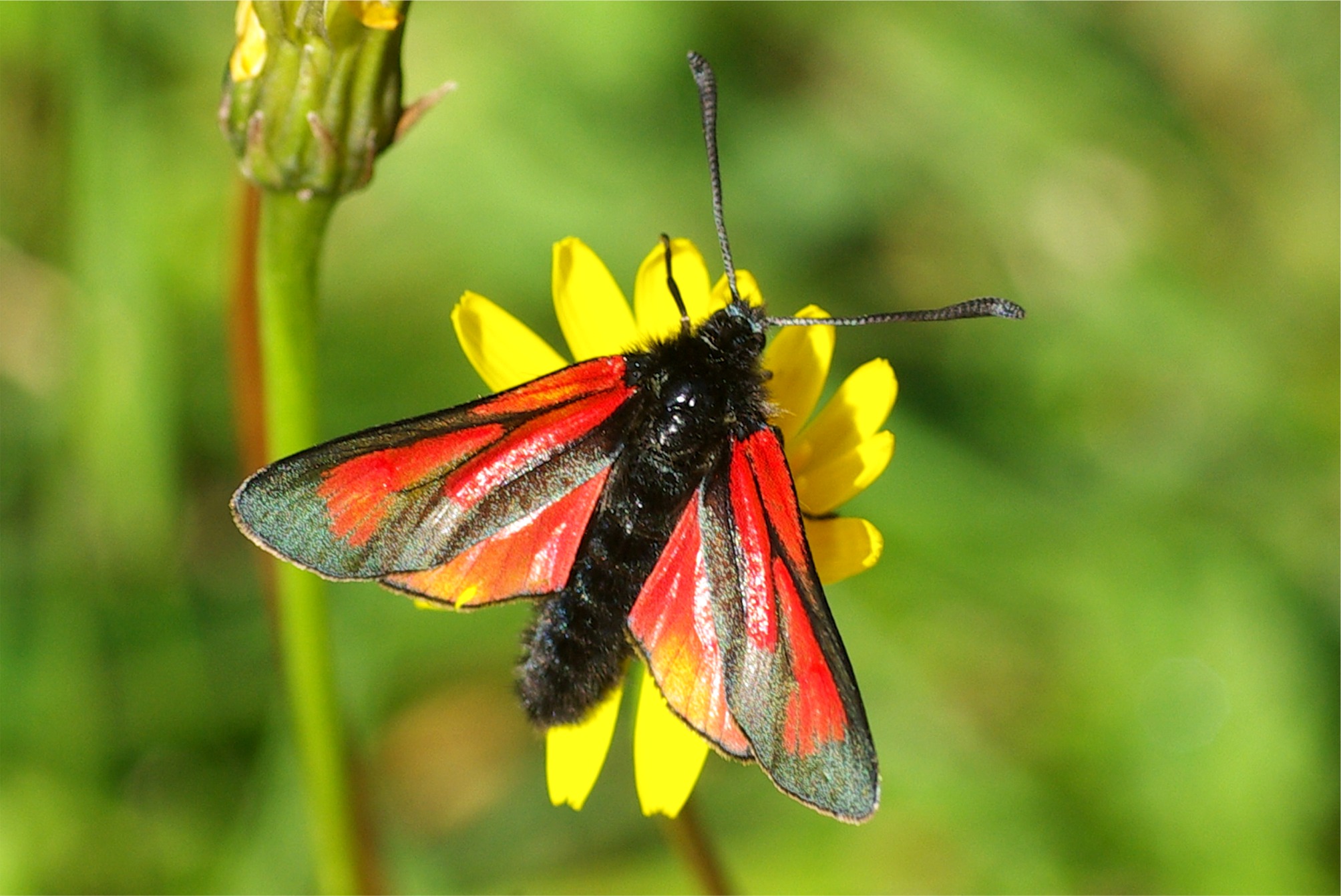 Zygaena purpuralis | minos