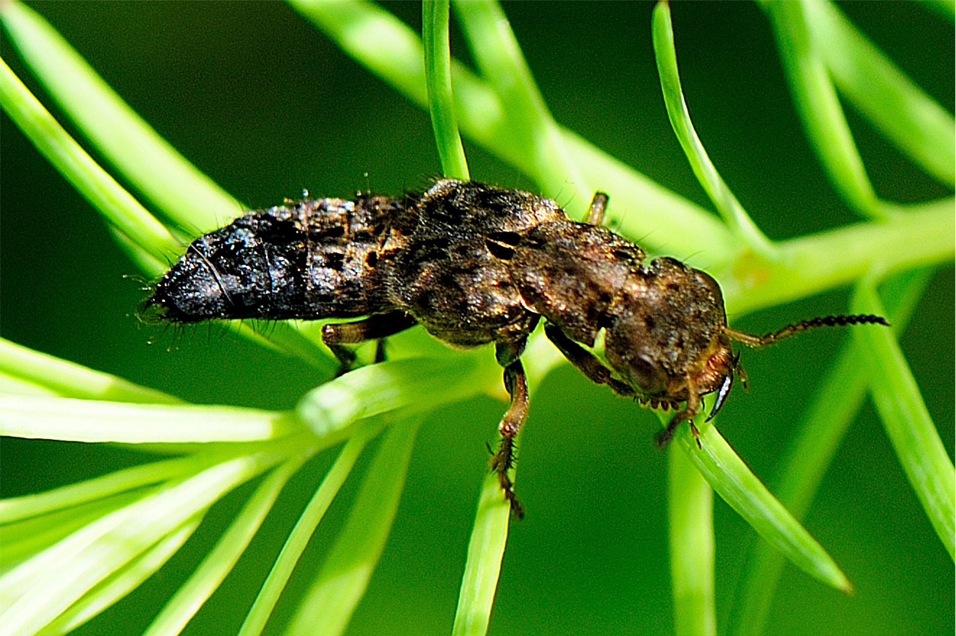 Ontholestes tessellatus