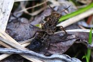 Ontholestes tessellatus