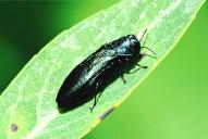 Agrilus cyanescens