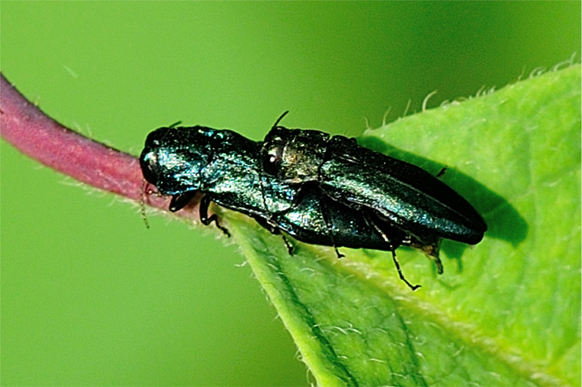 Agrilus cyanescens