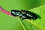 Agrilus cyanescens