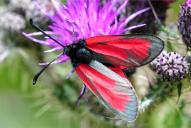 Zygaena purpuralis | minos